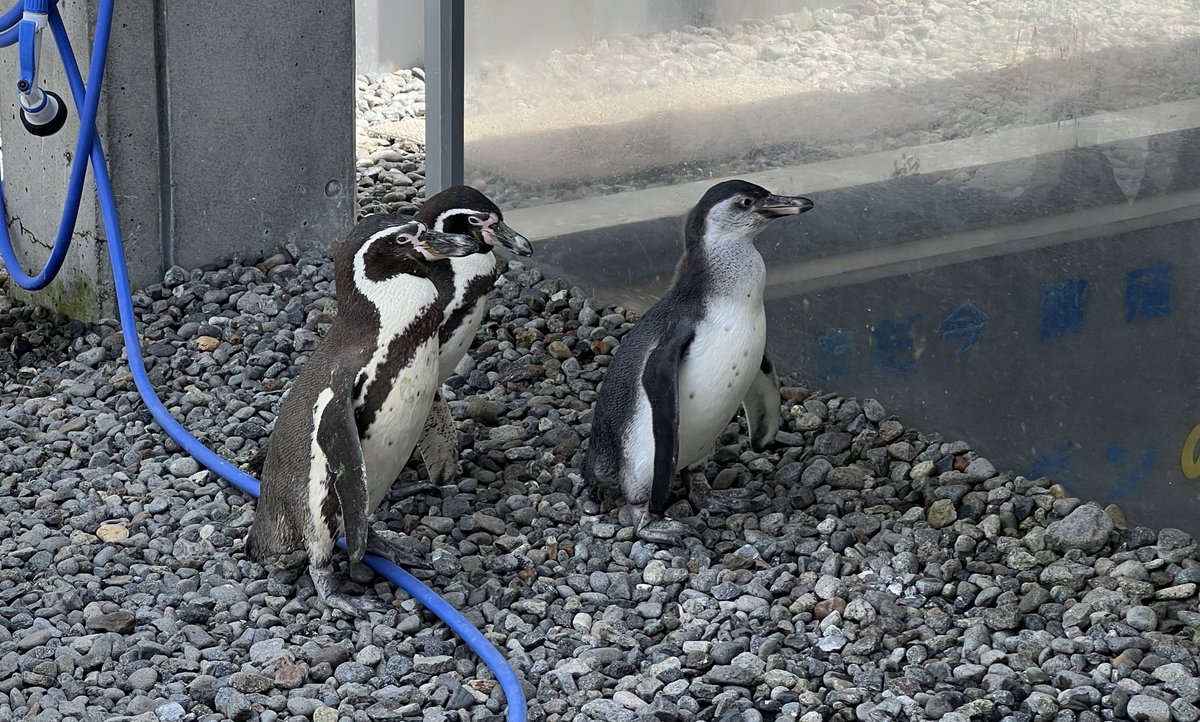ピピアキJr(1枚目)とオトフォーjr(2枚目)にようやくお会いできました
二人とも元気そうで何より！
プールデビューが楽しみですねぇ！
#九十九島動植物園 #森きらら