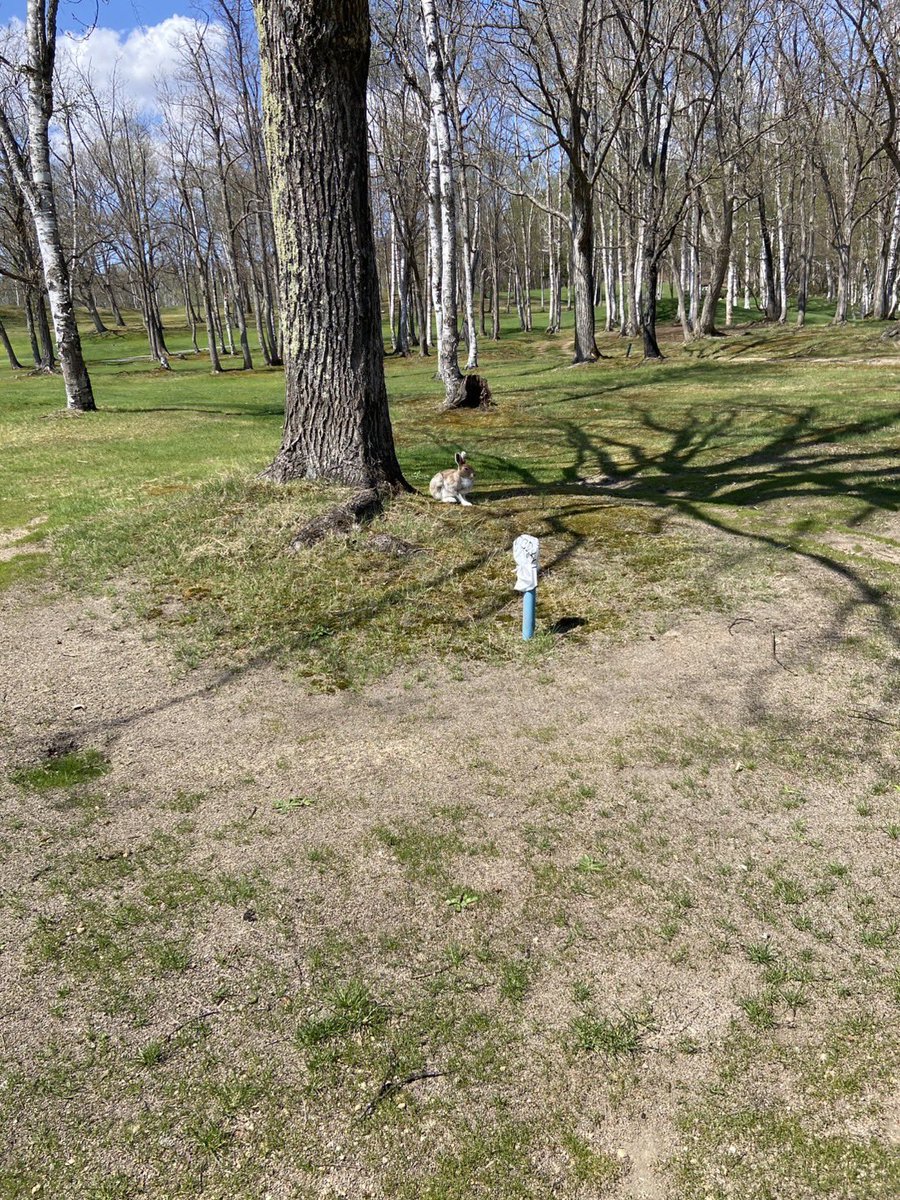 うさぎさんいた