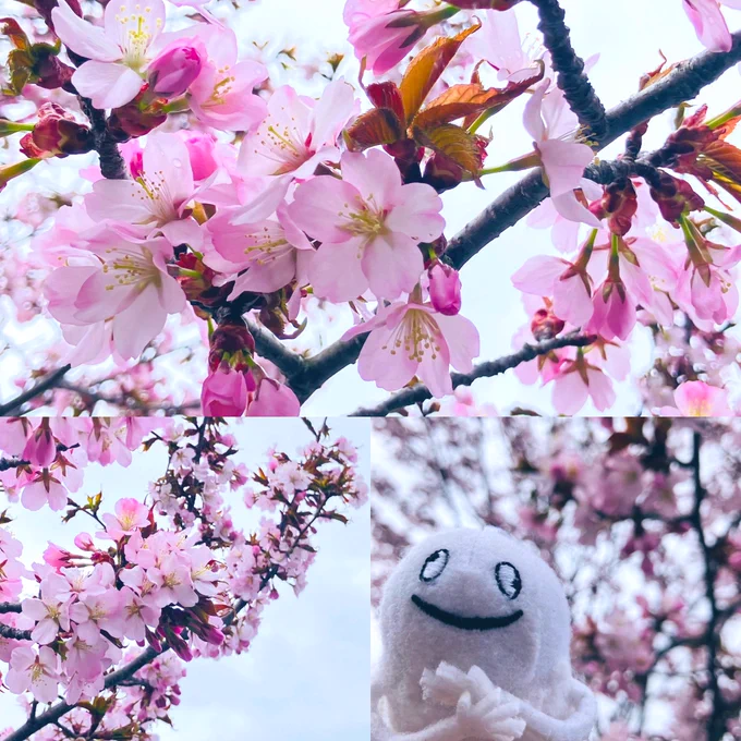 2025年の桜