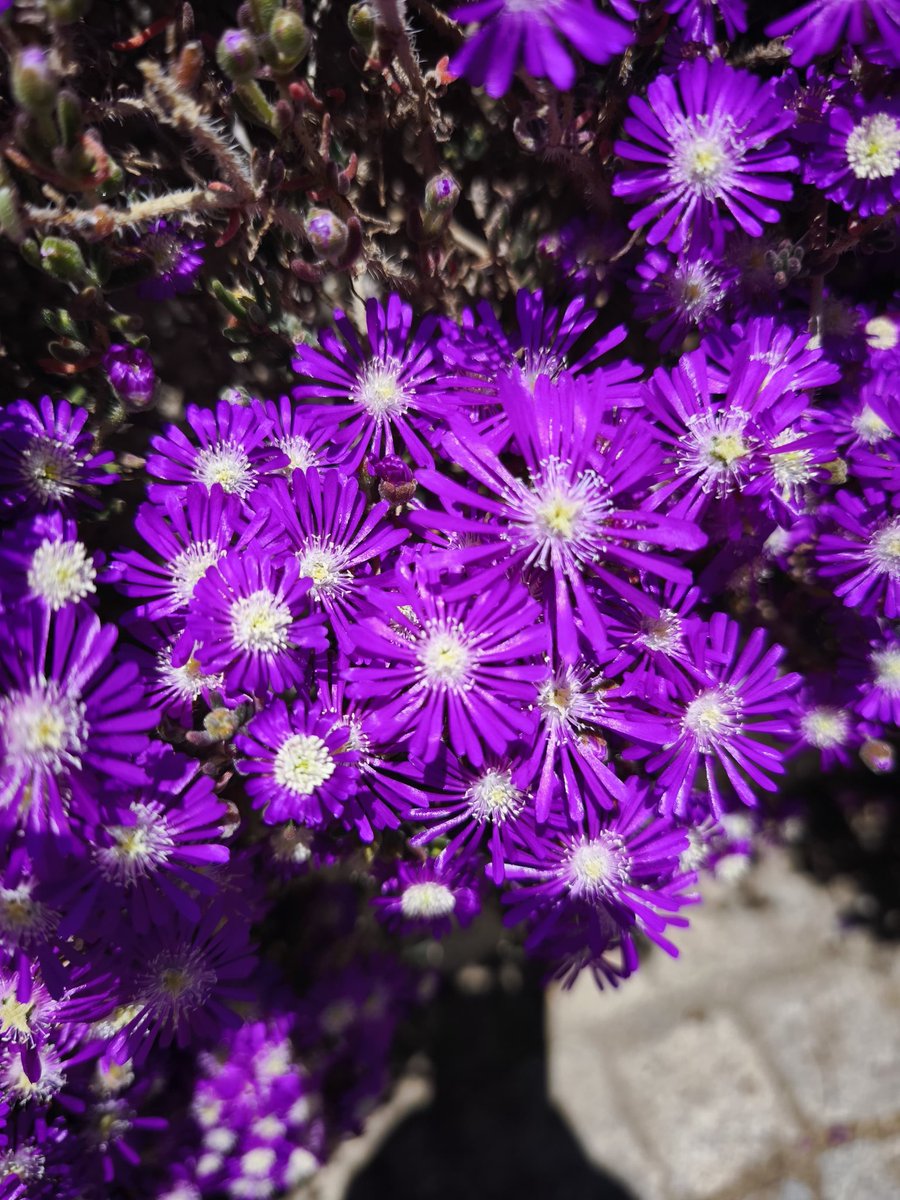 Buz Çiçeği💜
Siz de çiçek fotoğrafı paylaşmak ister misiniz?💐