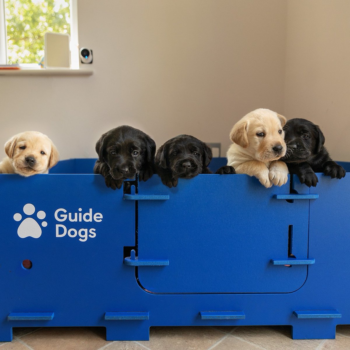 Emma Brown (@ecuthb14) on Twitter photo Local to #Hamilton, #SouthLanarkshire? Visit <a href="/guidedogsscot/">Guide Dogs Scotland</a> this Friday 9 May! Find out how you can get involved volunteering with our dogs, and help change a life. ๐ฆฎ 12 Auchingramont Road, Hamilton, 10.30am-12.00pm. Email Emma.Brown@guidedogs.org.uk to secure your space Local to #Hamilton, #SouthLanarkshire? Visit <a href="/guidedogsscot/">Guide Dogs Scotland</a> this Friday 9 May! Find out how you can get involved volunteering with our dogs, and help change a life. ๐ฆฎ 12 Auchingramont Road, Hamilton, 10.30am-12.00pm. Email Emma.Brown@guidedogs.org.uk to secure your space