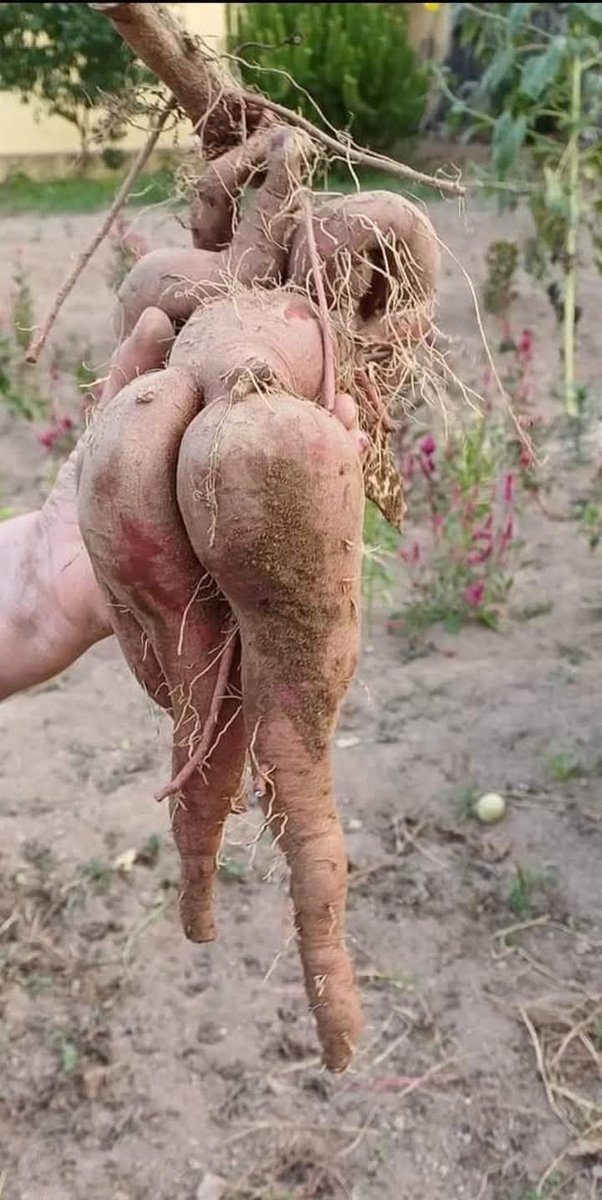 Minha avó dizia: “Meu fii você vai ver coisa!”🤣🤣🤣🤣🤣