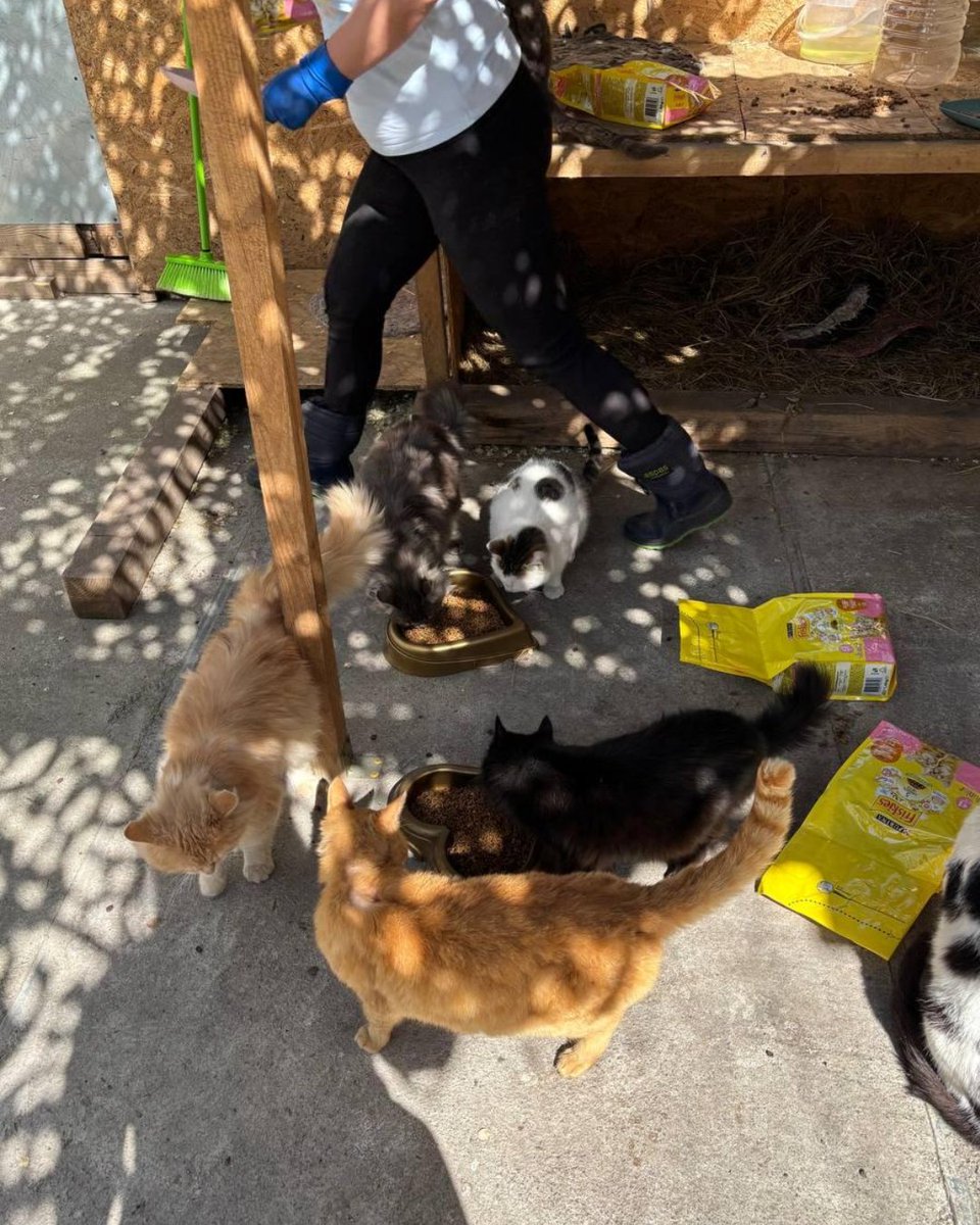 📌 1,167th day of the full-scale invasion

Yesterday we helped animals affected by war:

🐕 sent 398 kg of food to cats and dogs rescued from frontline areas by the Hospitallers medical battalion. On April 25, a russian drone destroyed their base in the Dnipropetrovsk region. We