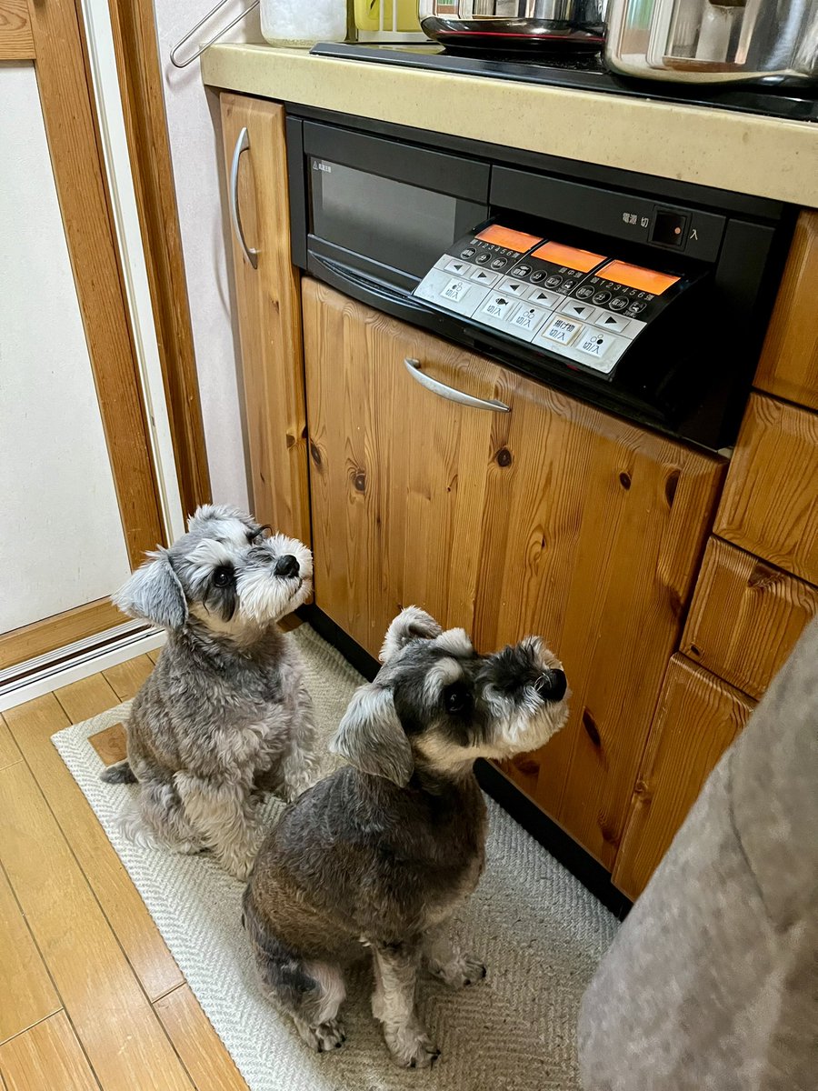 Luke08450824's tweet photo. ママが調理中のいつものポジション🐶
兄が前で、弟は後ろ😄 https://t.co/WgKgIlS5Mc
