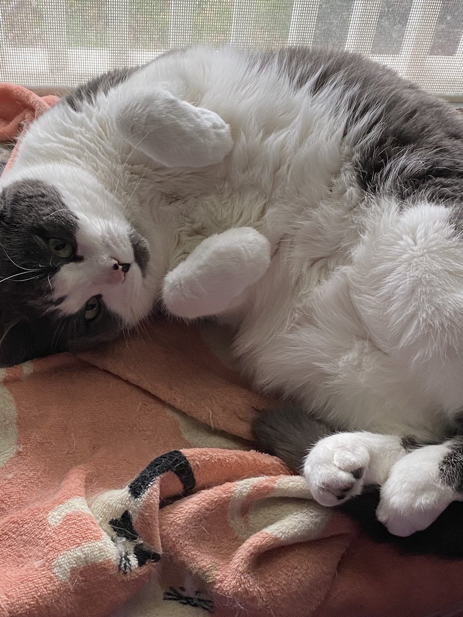 AngelCandyMom's tweet image. Time for some cuteness again. Way too much politics on here.