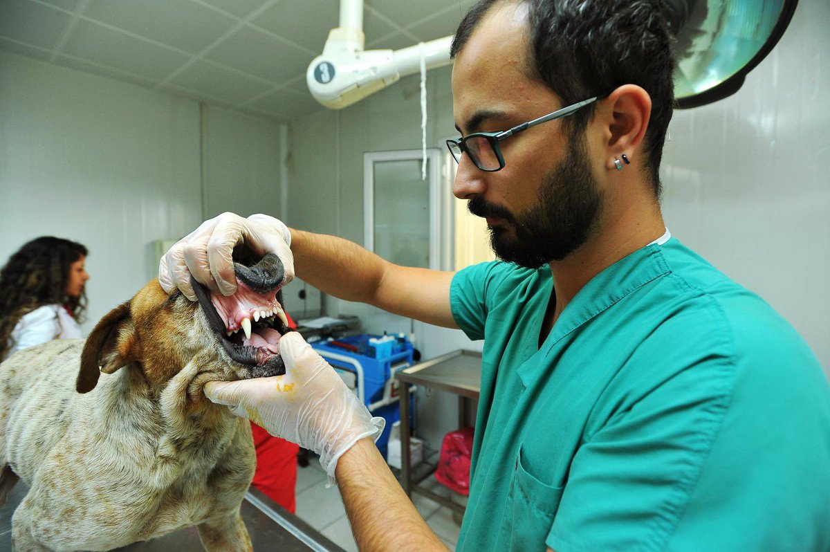 Ankara Gölbaşı Köpek Rehabilitasyon Merkezinde patili dostlar özel hastanelerinde tedavilerini olup beypiliçlerini kıtır kıtır yiyerek keyif sürüyorlar. Vatandaşın parasını köpeklere yediren zihniyetten iyi bir hareket beklemeyin!