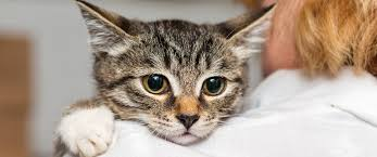 RbbProject's tweet photo. Fostering a pet could save its life. If you can offer a temporary home, get in touch with a local charity today. It makes a huge difference.
#FosterPets #BoltonAnimals #MakeADifference https://t.co/hxZ5jJiPpq