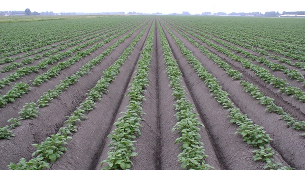 Nieuw: Zampro Plus!

Innovatief fungicide tegen #phytophthora. Direct effect én versterkt de natuurlijke weerstand van de plant. Bevat voor #aardappelen een nieuwe actieve stof die past in het huidige resistentie management.

Lees meer:
bit.ly/44k0MQi