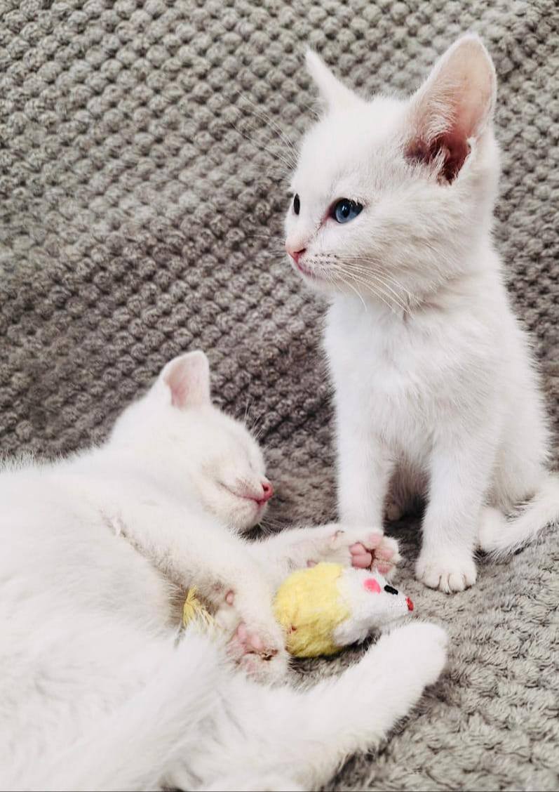 Сладкие беляшки ищут дом!  Находятся в Домодедово, но их с удовольствием привезут!
Домашних выбросили у трассы. Мальчик и девочка, беленькие, домашние, чистенькие, без блох!
Возраст 2 месяца. Ручные.
Кушают и сухой и влажный корм. Лоток знают.