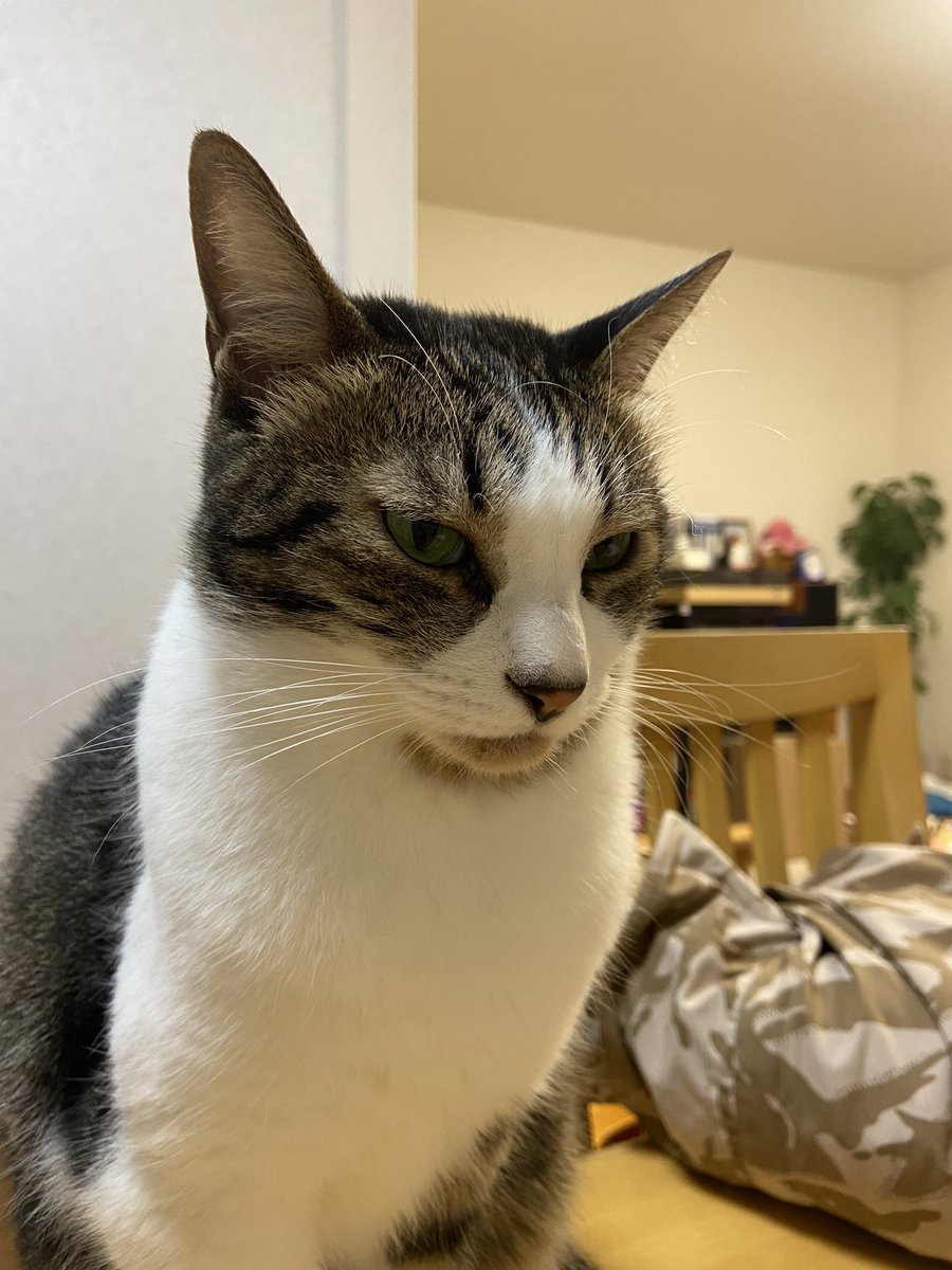 あゝ、GWが終わってしまう…

#猫のいる暮らし