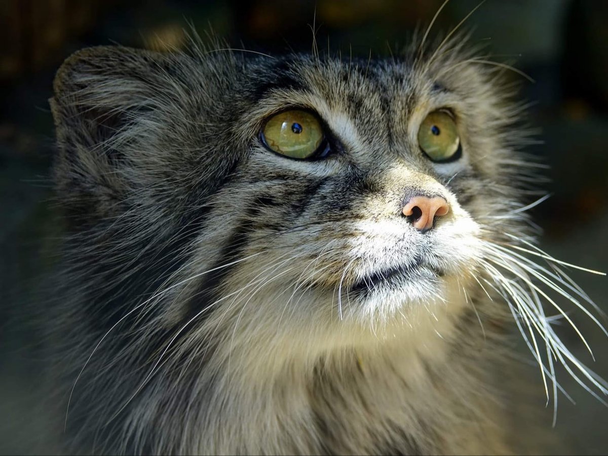 ManulEveryHour's tweet photo. #manul #pallascat #マヌルネコ https://t.co/tbVectD8Qu