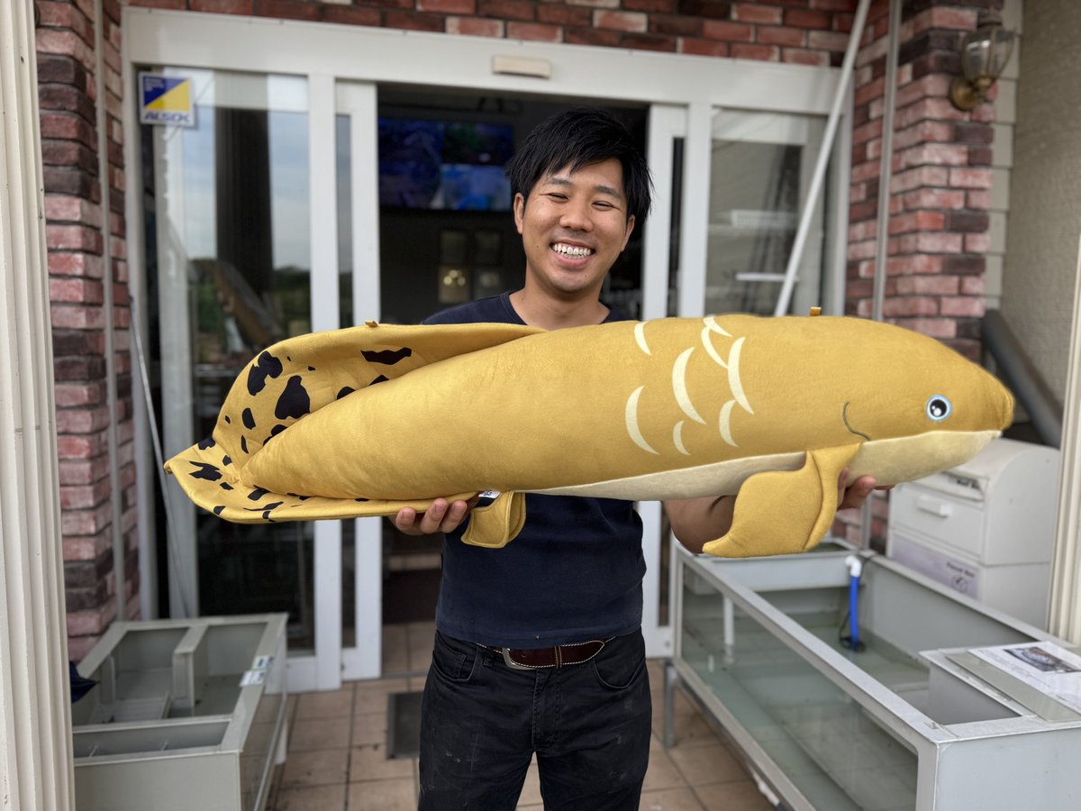 【レア】 コリドラス BIG ぬいぐるみ キョーリン 魚 懸賞 当選品 非売品 レア】 コリドラス BIG ぬいぐるみ キョーリン 魚 懸賞 当選品