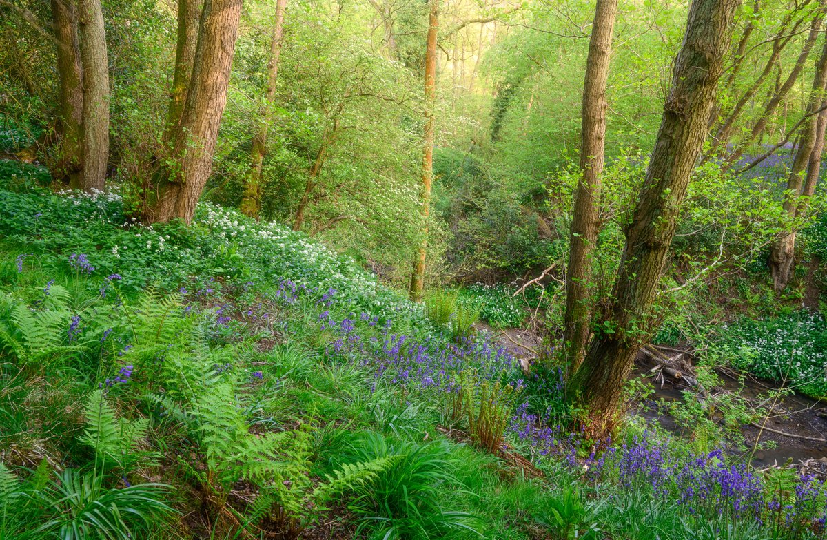 nigeldanson's tweet image. Stunning spring colours in North Yorkshire at the moment.