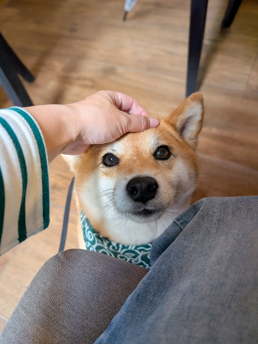 イタリア旅行から帰ってきて、全く疲れが取れないまま、クロアチア人とのお茶やらフィリピーナたちとの食事会に出ていたら、ついにダウンしてしまった。
酷使したふくらはぎはパンパンだし、寒暖差で風邪も引いて😵‍💫
今後旅行後1週間は休息日として何もしたくない。