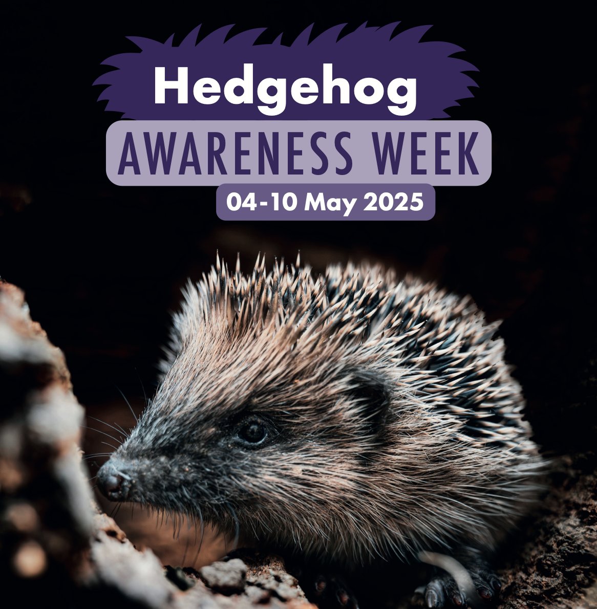 Hugh Warwick (@hedgehoghugh) on Twitter photo How would you like to help #hedgehogs this #HedgehogWeek ? Well, how about becoming a citizen scientist? Here is how ... hughwarwick.substack.com/p/become-a-cit… <a href="/hedgehogsociety/">Hedgehog Society</a> <a href="/PTES/">People's Trust for Endangered Species</a> How would you like to help #hedgehogs this #HedgehogWeek ? Well, how about becoming a citizen scientist? Here is how ... hughwarwick.substack.com/p/become-a-cit… <a href="/hedgehogsociety/">Hedgehog Society</a> <a href="/PTES/">People's Trust for Endangered Species</a>