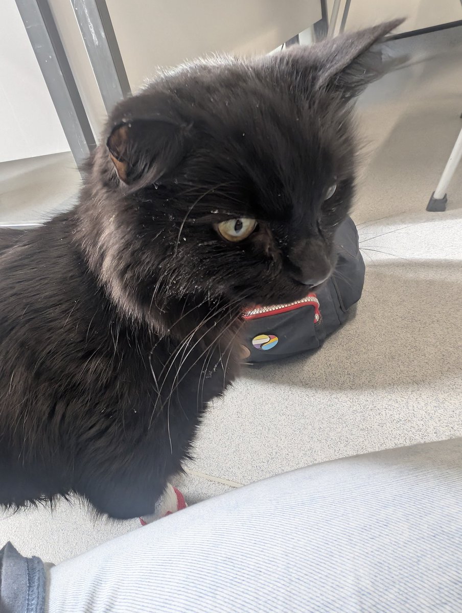 deltabug's tweet image. Ozzy is getting his feeding tube today so we can continue his fluid therapy at home where he can have more space and less stress. Keep healing thoughts for him! #Cat #vet_medicine #Healing
gofund.me/373d68bf