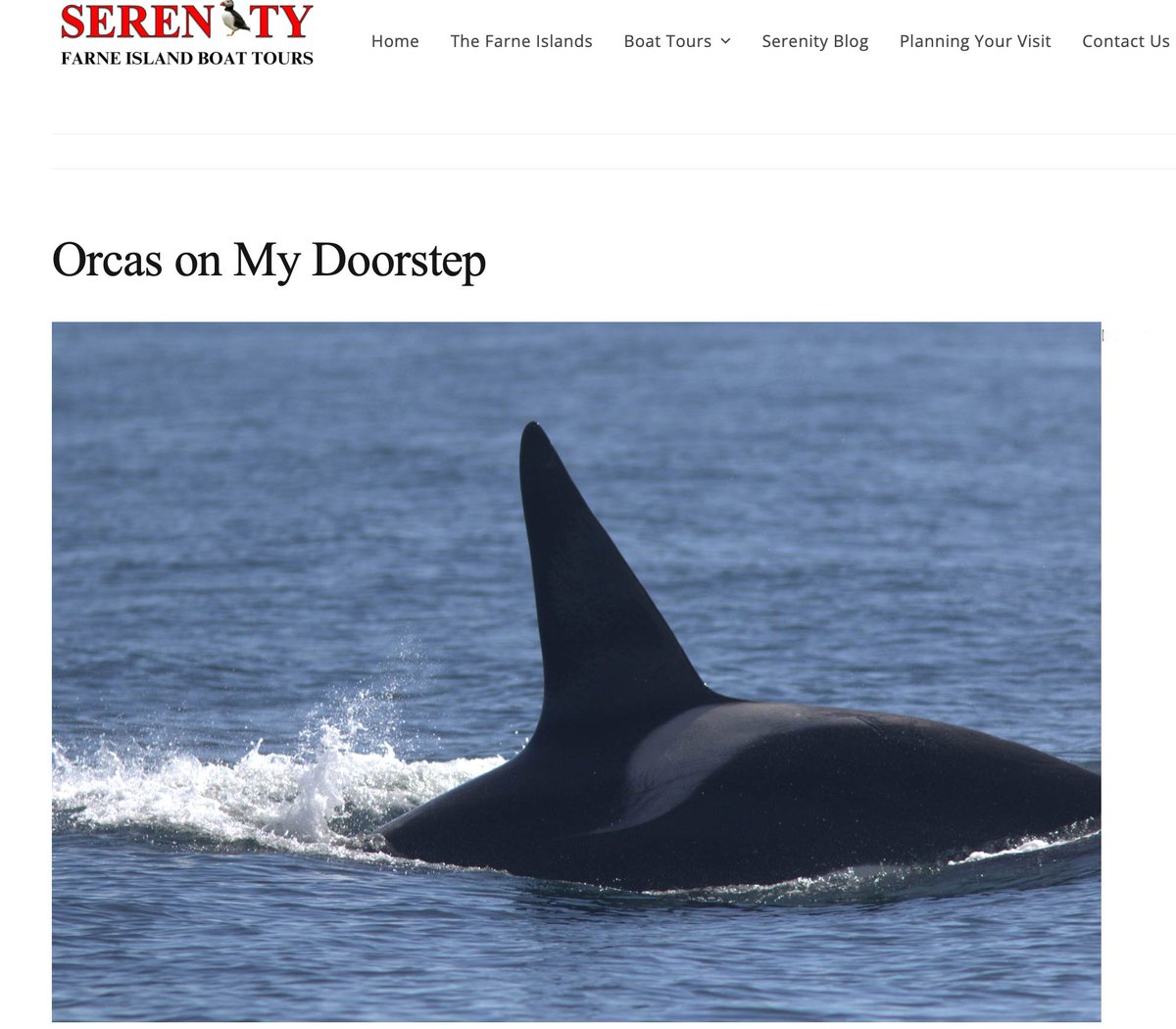 Huge thanks to <a href="/thefarnes/">Andrew Douglas</a> for sharing their stills and videos from what was an epic Orca encounter off north east England last week. Four photo ID matches thus far - 72 (from the 27s pod) along with 65 (Razor), 67 (Ossa) and 199 (from the 65s pod). There are a number of