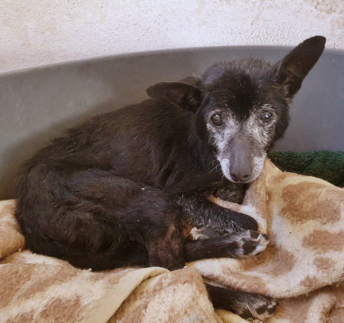 SOS Abuelos (@sosabuelos1) on Twitter photo #Valencia
Contacto: 605 81 78 41 // perreradogsalbaida@hotmail.com
Esta viejita tan divina acaba de entrar a la perrera. La han llamado #ABBY. La encontraron solita en Bocairent.
Si nadie viene a reclamarla, estará disponible para adopción en tres semanas.
La conoces y si #Valencia
Contacto: 605 81 78 41 // perreradogsalbaida@hotmail.com
Esta viejita tan divina acaba de entrar a la perrera. La han llamado #ABBY. La encontraron solita en Bocairent.
Si nadie viene a reclamarla, estará disponible para adopción en tres semanas.
La conoces y si