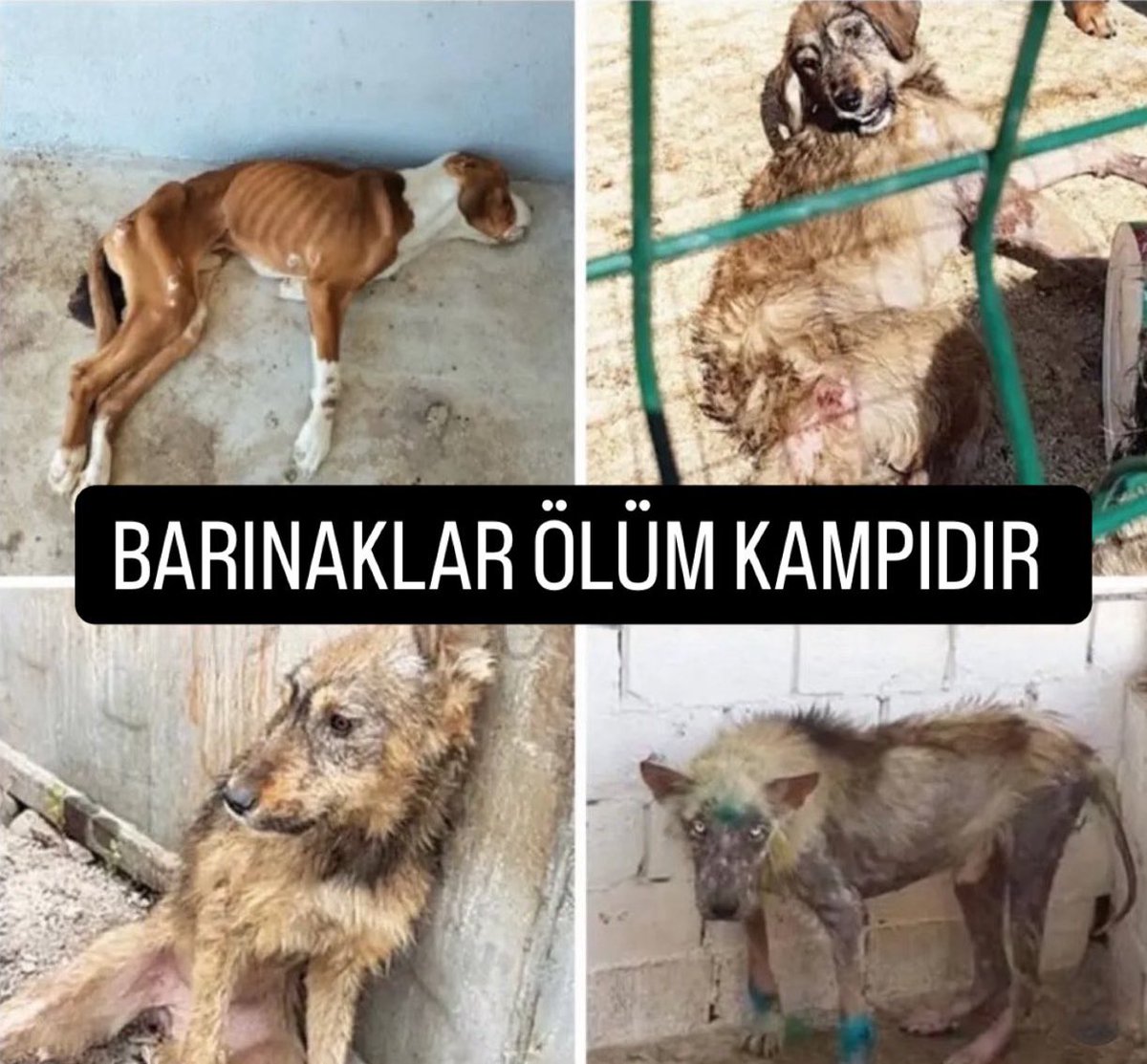 Kimse çıkıp da barınak güzellemesi yapmasın! Barınaklar işkence, acı dolu ölüm, vahşet dolu! Şartlar Nazi kamplarından beter! En doğru çözüm kısırlaştırmak, aşılamak ve yerinde yaşatmak! <a href="/AYMBASKANLIGI/">Anayasa Mahkemesi</a> ölüm emri vermeyin #AYMYasayıİptalEt #aymyasayıgeriçek