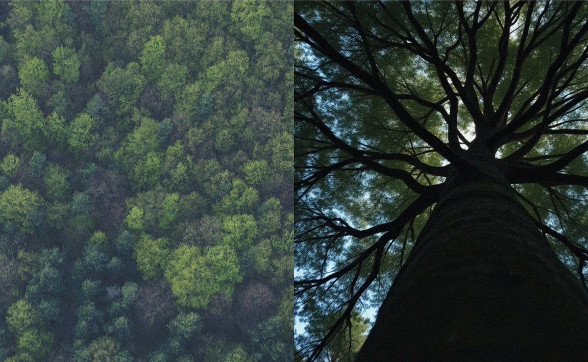 See the forest &lt;i&gt;AND&lt;/i&gt; the trees! detectify.com/asset-classifi…