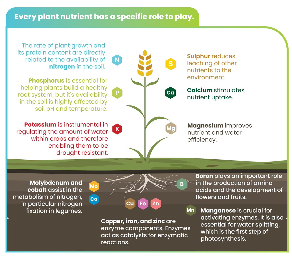 Balanced #plantnutrition is a vital element of #sustainable crop and soil management. A good crop feeding strategy at farm level can be achieved with a balanced supply of the main nutrients needed.  #fertilizers #agriculture