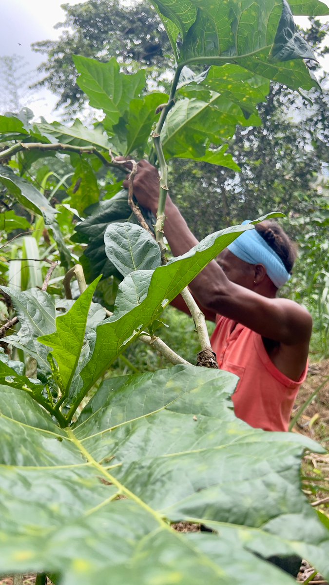 WFP Cameroon (@wfp_cameroon) on Twitter photo #SaoTome&Principe 🇸🇹
No distrito de Loata, em São Tomé, o <a href="/WFP/">World Food Programme</a> e a ONG ADAPPA estão a apoiar as mulheres agricultoras através da compra dos seus produtos e da criação de oportunidades para a sua comercialização.
Ao ligar a produção local ao programa de alimentação escolar, o #WFP #SaoTome&Principe 🇸🇹
No distrito de Loata, em São Tomé, o <a href="/WFP/">World Food Programme</a> e a ONG ADAPPA estão a apoiar as mulheres agricultoras através da compra dos seus produtos e da criação de oportunidades para a sua comercialização.
Ao ligar a produção local ao programa de alimentação escolar, o #WFP