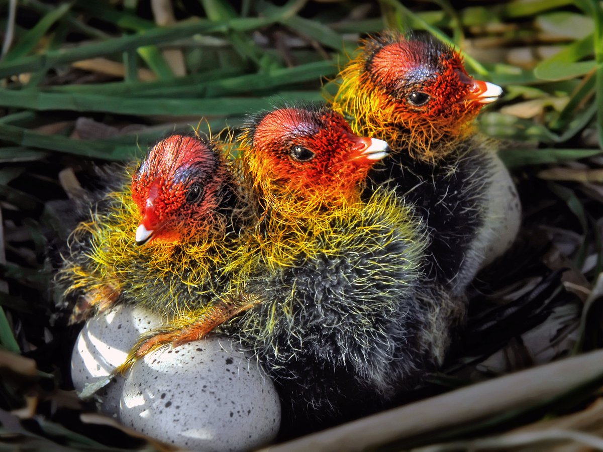 GİZEMLİ TÜR #002

• Yerli, gezici ve göçücü bir kuştur.
• Bitkisi bol sazlı, kamışlı yerleri tercih ederler.
• Ülkemizde pek çok sulak alanda görülebilir.

🎥Bu görüntüde yer alan yavrular sizce hangi tür, tahmin edebilir misiniz? Yorumlara bekliyoruz!