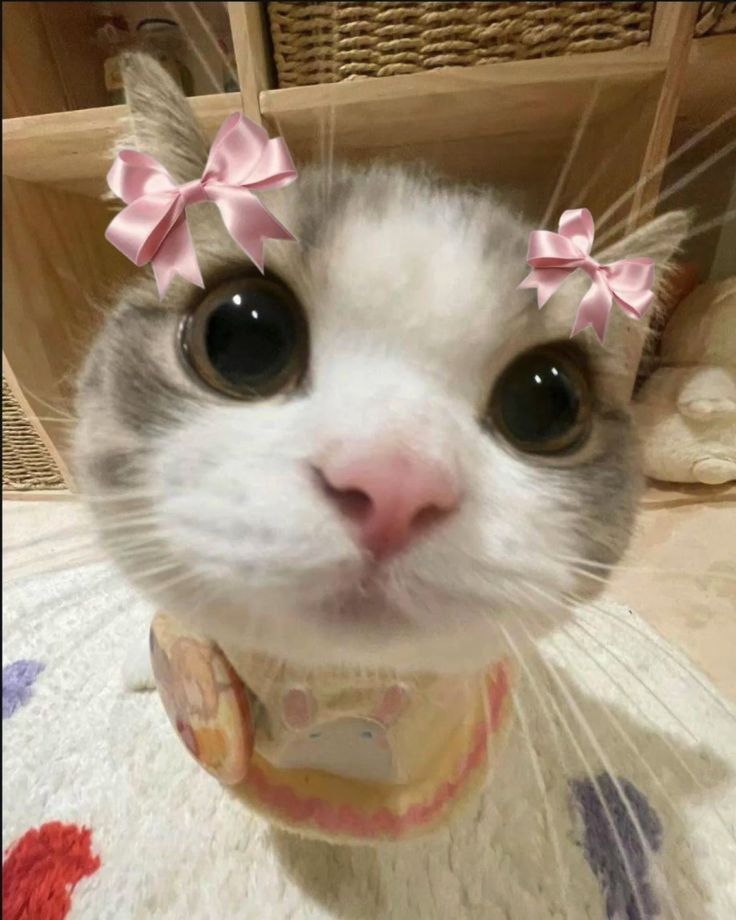 only cute things (@cutedreamvibes) on Twitter photo 