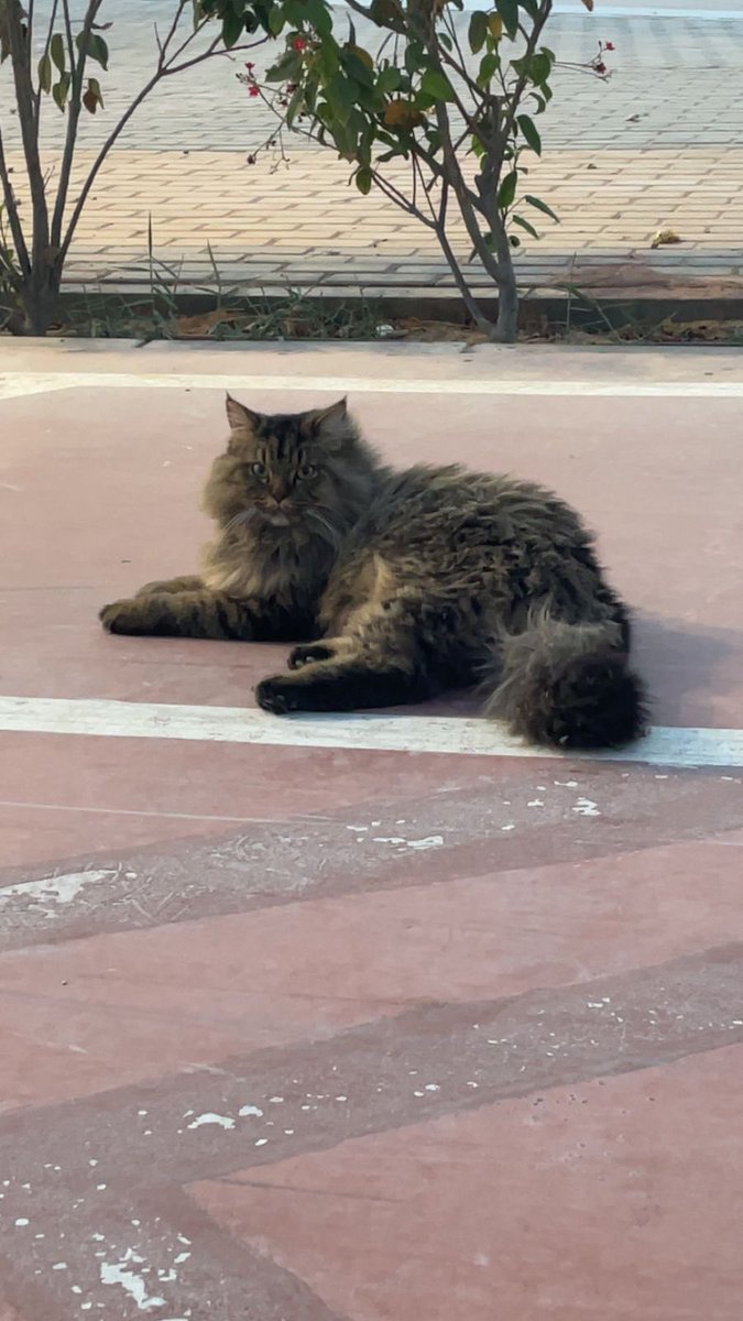 خنساء tweet media