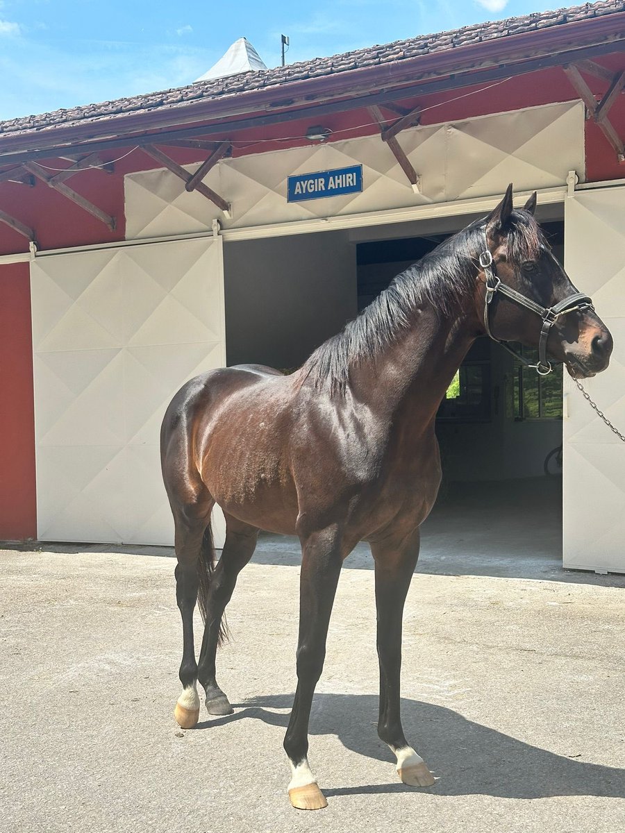 Aegean Finale 🔥🔥🔥