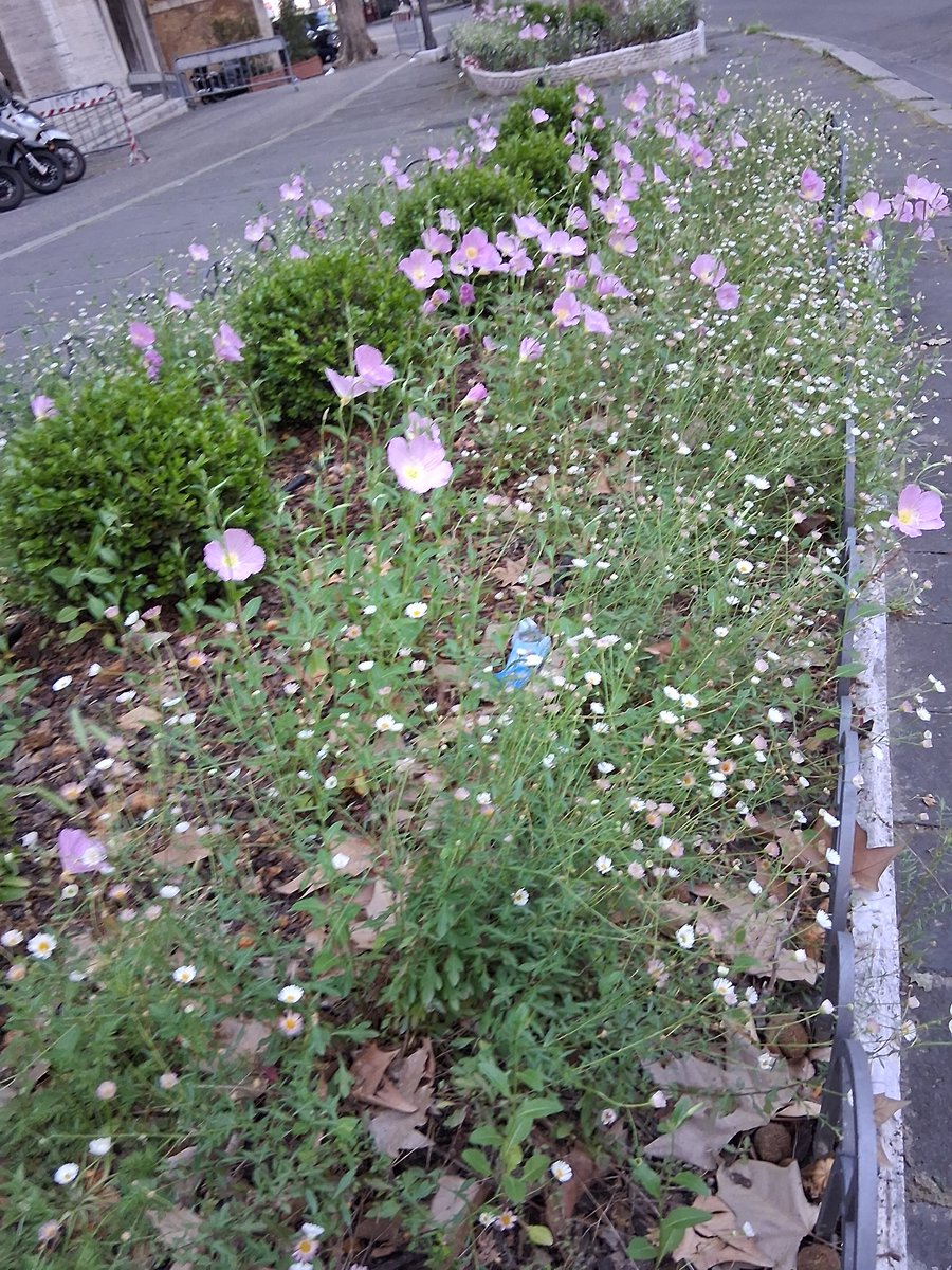 srmcarla's tweet image. #6maggio2025
#sperare

Non me l'aspettavo: ai bordi di Via Veneto la primavera ha indossato gentili fiorellini di un tenue color rosa.
Sembrano dire: "La speranza di pace si compirà!"