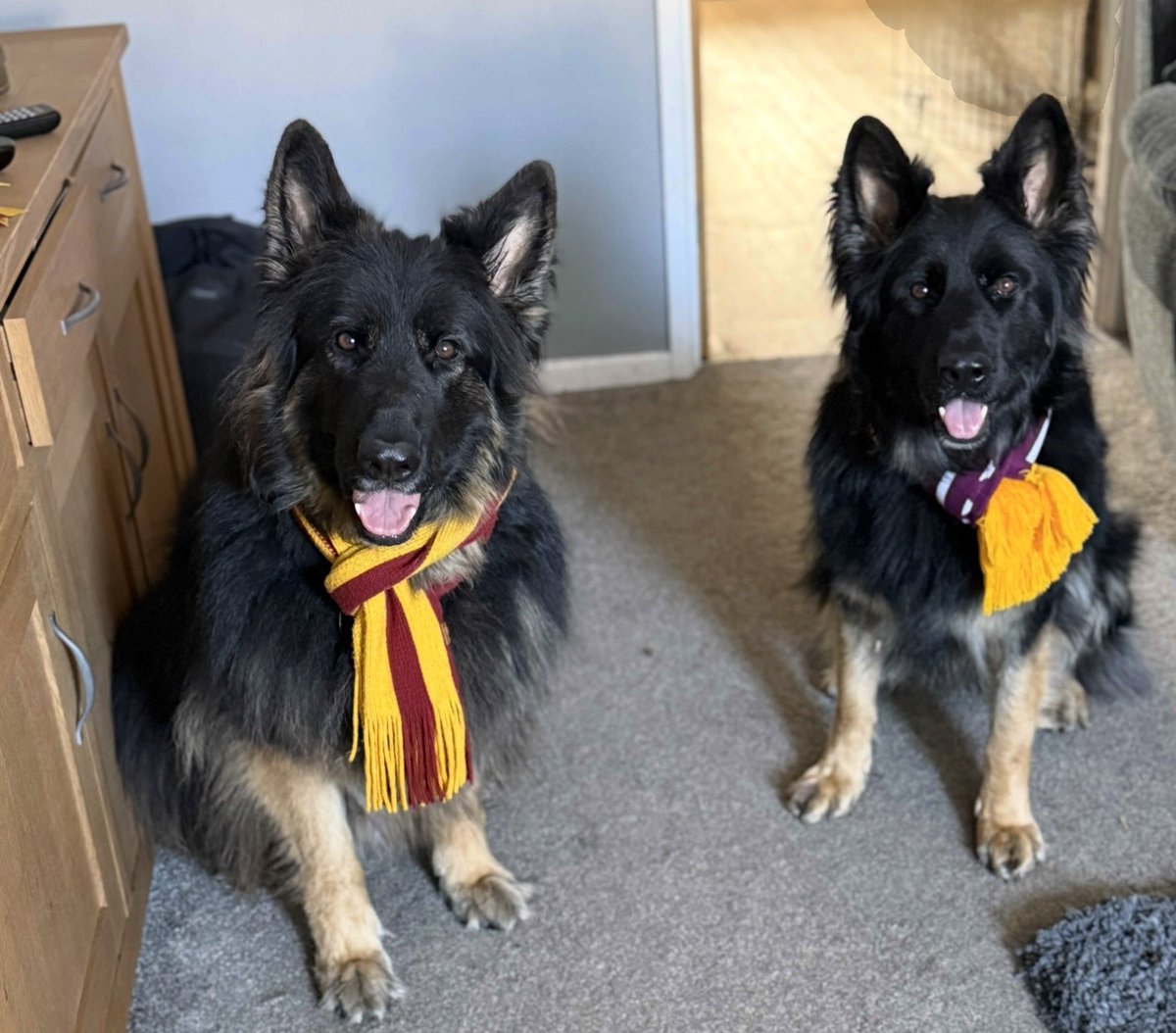 agreen1911's tweet image. The Green household 4 Bradford City fans and one Leeds fan 😂😂😂😂@Greeny1911 #bcafc