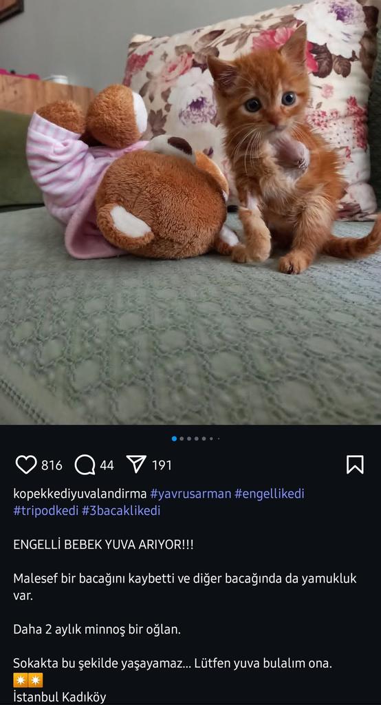 lvl99Lancer's tweet photo. 3 patili sarman için yuva, sokakta yapamaz. https://t.co/7YeepWPVZo