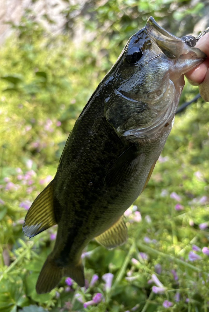 TDBasser1's tweet image. 奥の方に良い立木が2本!
PEスピニングでなんとか届く距離
フルキャストして木と木の間にナイスイン!一撃でした😆
掛けた先が遠いと巻いてくるのも楽しいですね🎣
サイズはともかくイメージ通りに釣れたバス ほんと嬉しい😊♪