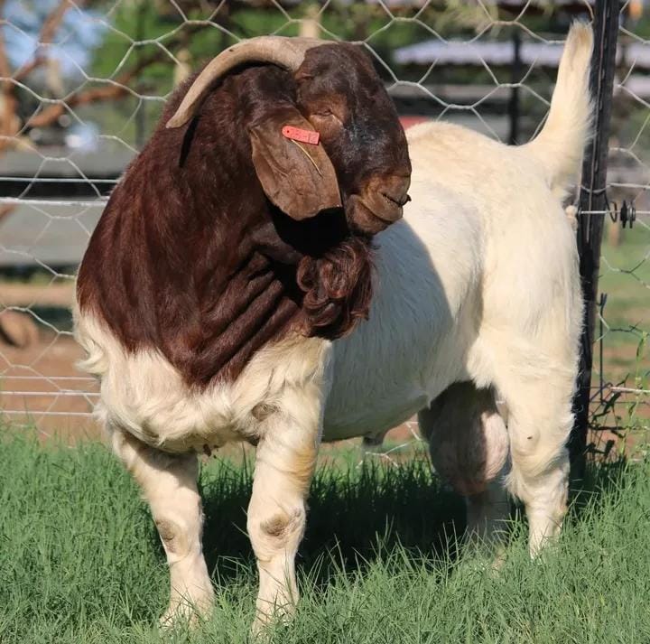 "Power genetics on offer!
Selling a son of Kamatsu — the R500,000 Lukas Burger ram.
This is elite breeding stock. Serious buyers only. 📞 065 955 0020 

#BoerGoats #LukasBurger #KamatsuBloodline #RamForSale #TopGenetics #GoatFarming #LivestockSale

"SERIOUS GENETICS"