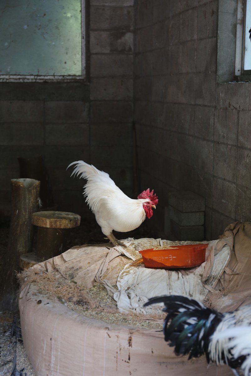 slhd_lab's tweet image. #EOS6D