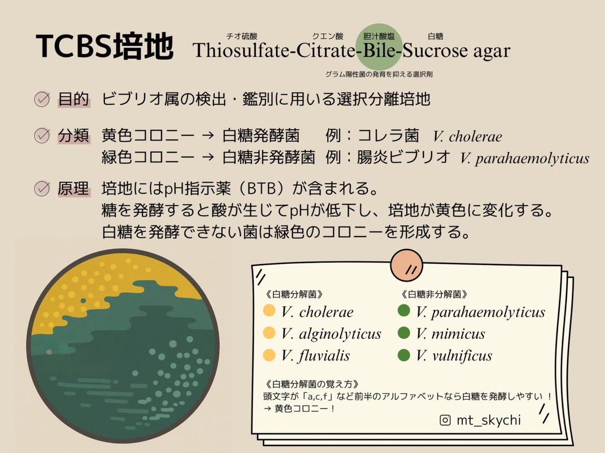 答え②④ TCBS培地→ビブリオ属 NAC培地→緑膿菌 PPLO→マイコプラズマ