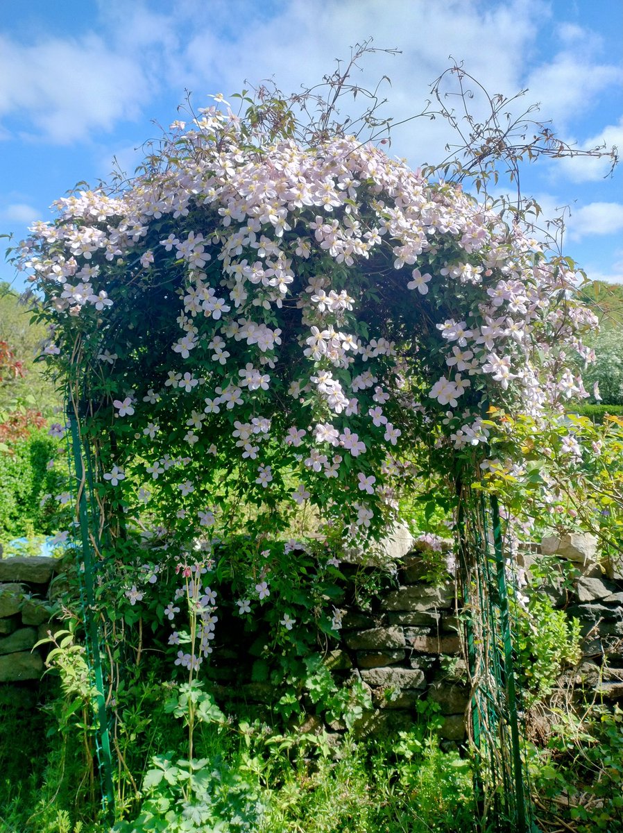 RuthMillington1's tweet image. The gorgeous Montana clematis in my parents&apos; garden.

#gardening #gardensoftwitter #GardenersWorld #garden #clematis #flowers #spring