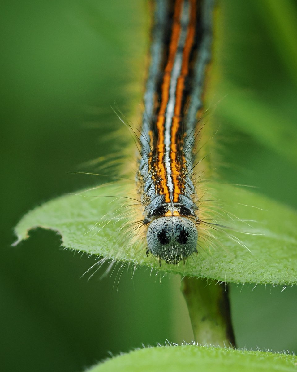 Feeling blue after the long weekend like this stunning stripy Lackey moth caterpillar 🐛💙

#TuesdayBlue #tuesdayvibe #caterpillar #moth #MothsMatter #insect #wildlife #naturelovers #nature #NatureBeauty #wildlifephotography
