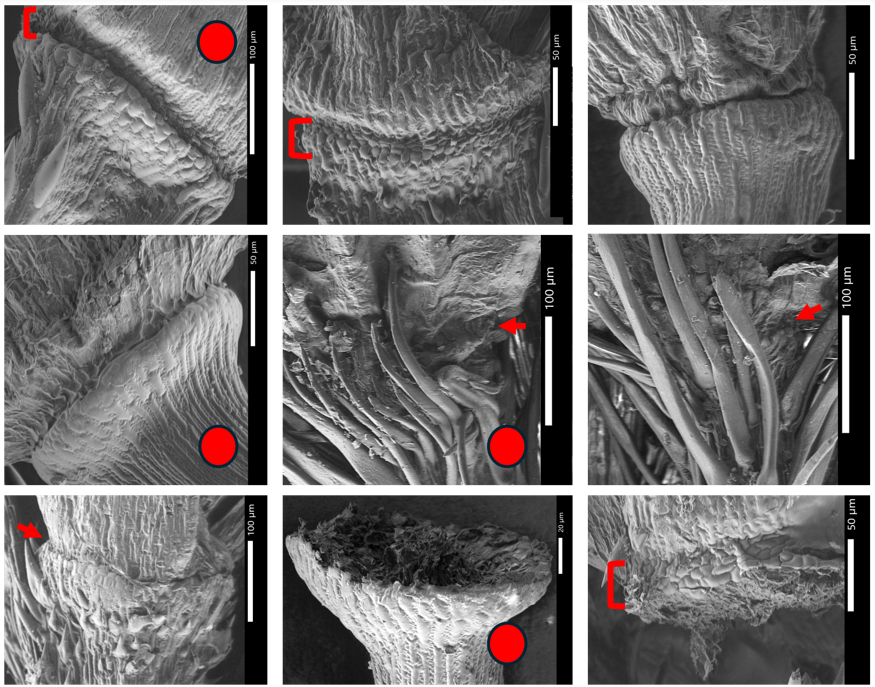 George Burton tweet media
