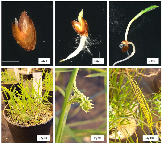 George Burton tweet media