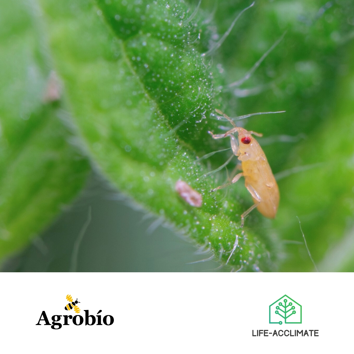 lifeacclimate's tweet image. Agrobío is specialized in biological pest control 🐞.  Collaborate 🔎 in the monitoring, identification, and management of pests, helping to optimize their biological control through predictive models and synergies 🌱

#LIFEACCLIMATE #foodpreservation #agriculture  #climatechange