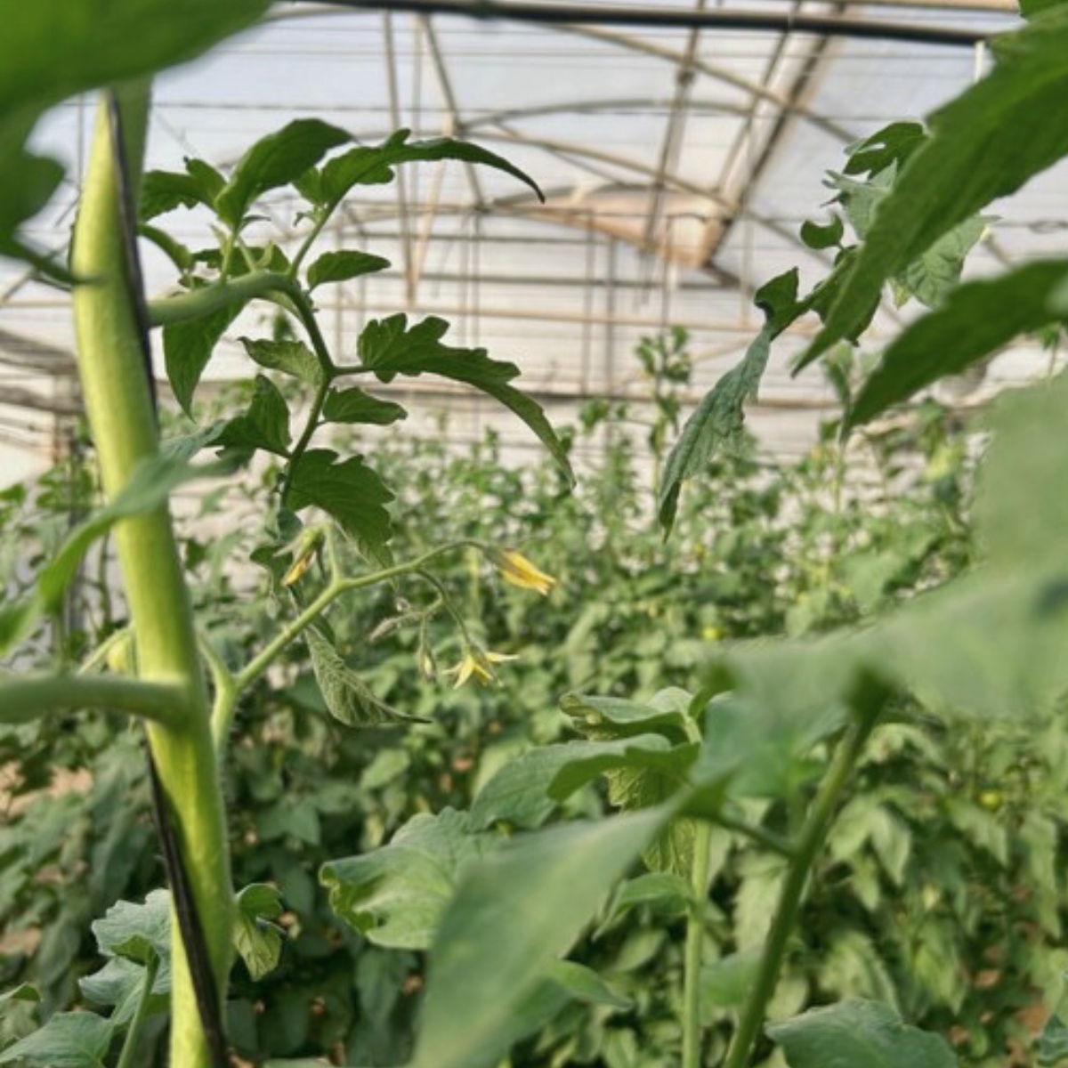 lifeacclimate's tweet image. Agrobío is specialized in biological pest control 🐞.  Collaborate 🔎 in the monitoring, identification, and management of pests, helping to optimize their biological control through predictive models and synergies 🌱

#LIFEACCLIMATE #foodpreservation #agriculture  #climatechange