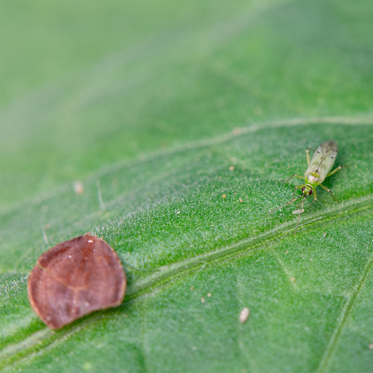 lifeacclimate's tweet image. Agrobío is specialized in biological pest control 🐞.  Collaborate 🔎 in the monitoring, identification, and management of pests, helping to optimize their biological control through predictive models and synergies 🌱

#LIFEACCLIMATE #foodpreservation #agriculture  #climatechange