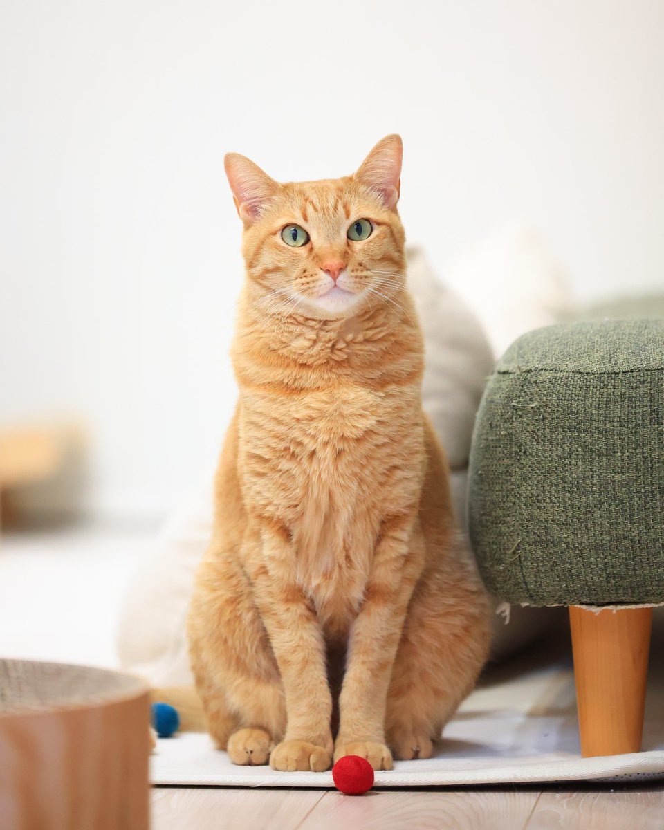 茶トラ猫のみゃお🐾 (@chatoranomyao) / Posts / X