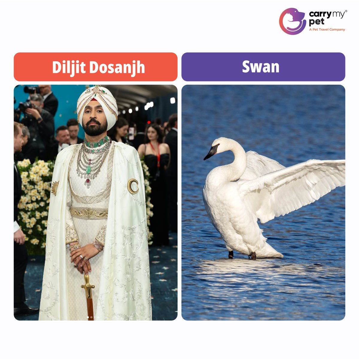 Carrymypet's tweet photo. Met Gala 2025 has officially arrived—and the looks did not disappoint. Here’s our interpretation on the most iconic styles of the night 🦉🐩🐾

#metgala #metgala2025 #fashionicons #srk #shahrukhkhan #priyankachopra #kiaraadvani #sabyasachi #diljitdosanjh #ishaambani #swan https://t.co/hBEfTpOV8e