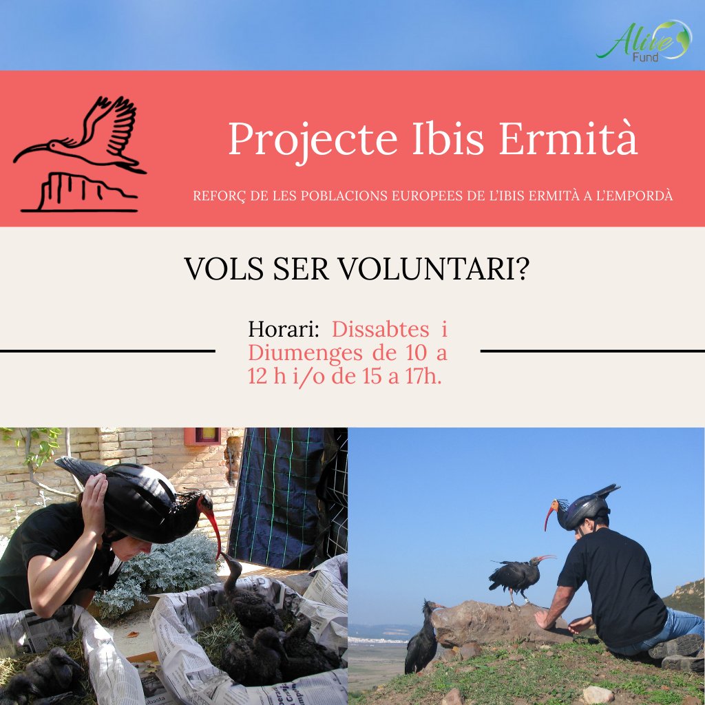 📢 VOLS SER VOLUNTARI?

📝 Condicions:
-Horari: Dissabtes i diumenges de 10-12 h i/o 15-17 h.
-Període: Llarga durada.
-Tasques: neteja i manteniment de l’aviari, preparació de dietes, registres diaris dels ibis i altres tasques.

📧 Contacte: info@alivefund.org o @volambiental