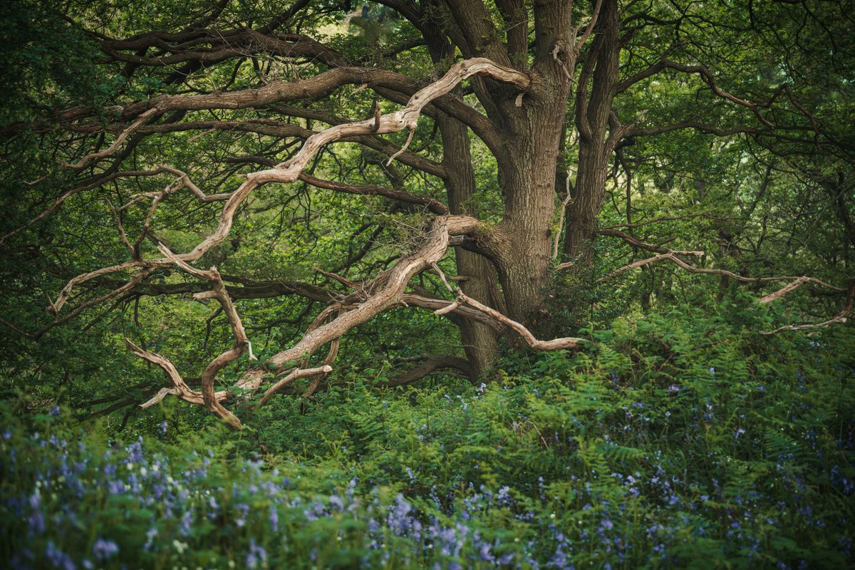 nigeldanson's tweet image. Oak trees and bluebells
