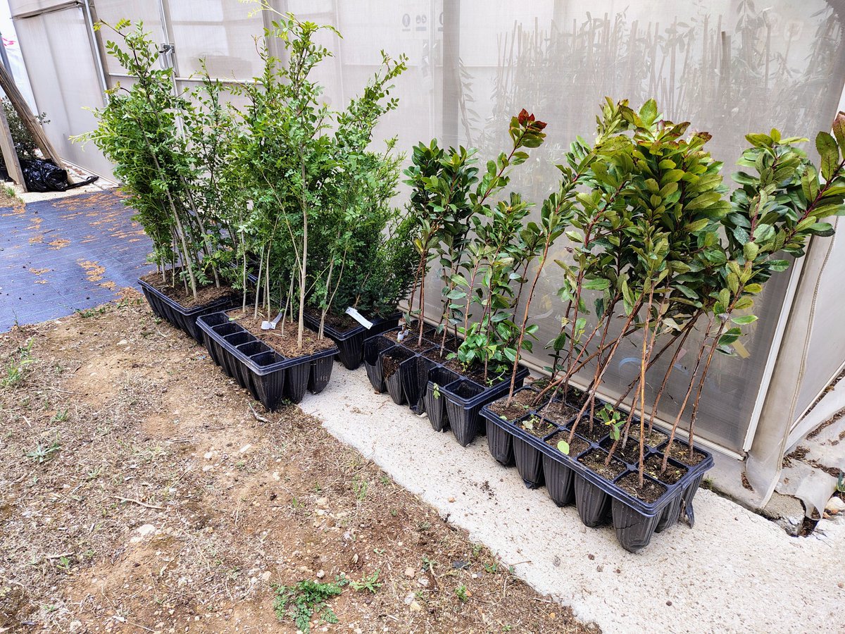 Today has been another intense and exciting day for IRFAP <a href="/AgriculturaGOIB/">Conselleria d'Agricultura, Pesca i Medi Natural</a> regarding <a href="/BexylP/">Bexyl Project</a>. First, we reviewed the final tasks for preparing the new experimental plot in the St53 outbreak area. Then, we received new plants for our second Sentinel Plot.