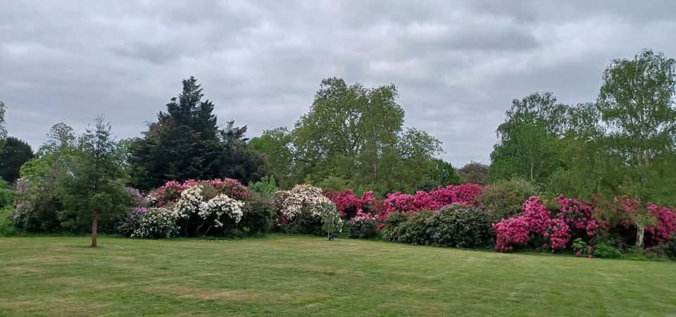 Kzaz 🌹 (@kiasazand) on Twitter photo <a href="/DailyPicTheme2/">Daily Picture Theme</a> <a href="/PanoPhotos/">Panoramas 📸📱</a> Rhododendrons in Dulwich Park today! Beautiful #pano
#DailyPictureTheme <a href="/DailyPicTheme2/">Daily Picture Theme</a> <a href="/PanoPhotos/">Panoramas 📸📱</a> Rhododendrons in Dulwich Park today! Beautiful #pano
#DailyPictureTheme